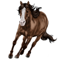 Pegasus Thoroughbred Cherry bay