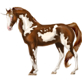 Unicorn Marwari Cherry Bay Overo