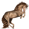 Pony Newfoundland Pony Dun