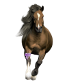 Pony Connemara Cremello