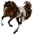 Pegasus Thoroughbred Bay