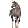 Pegasus Thoroughbred Light Gray