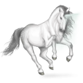 Winged unicorn Australian Pony Cremello