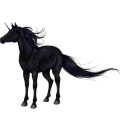 Unicorn Arabian Horse Roan